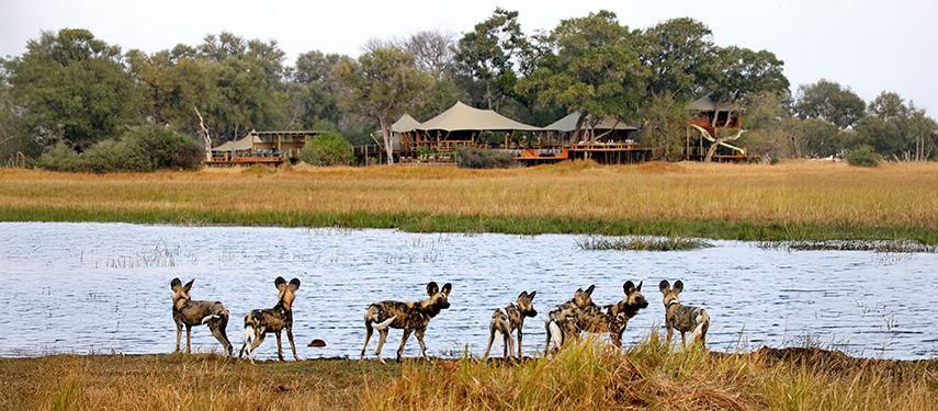 Wild dogs near water's edge with Tuludi Camp's luxury tents in the background, showcasing Botswana's natural beauty and wildlife experience.