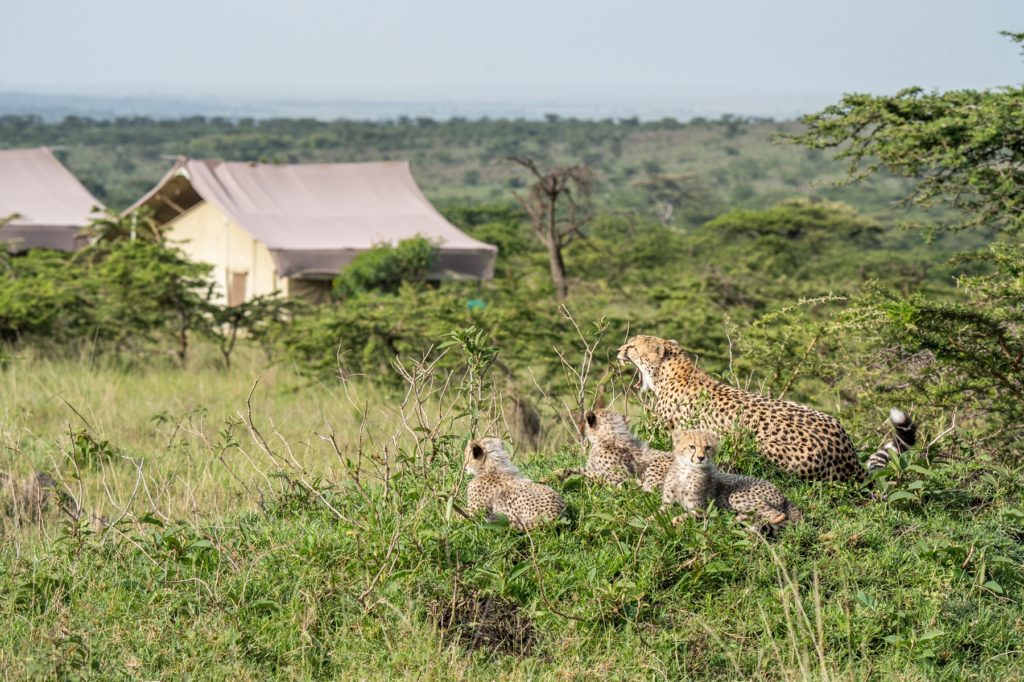 Cheetah mother yawning beside three cubs on a grassy mound, with Kandili Camp's tents in the acacia woodland behind, Naboisho Conservancy.