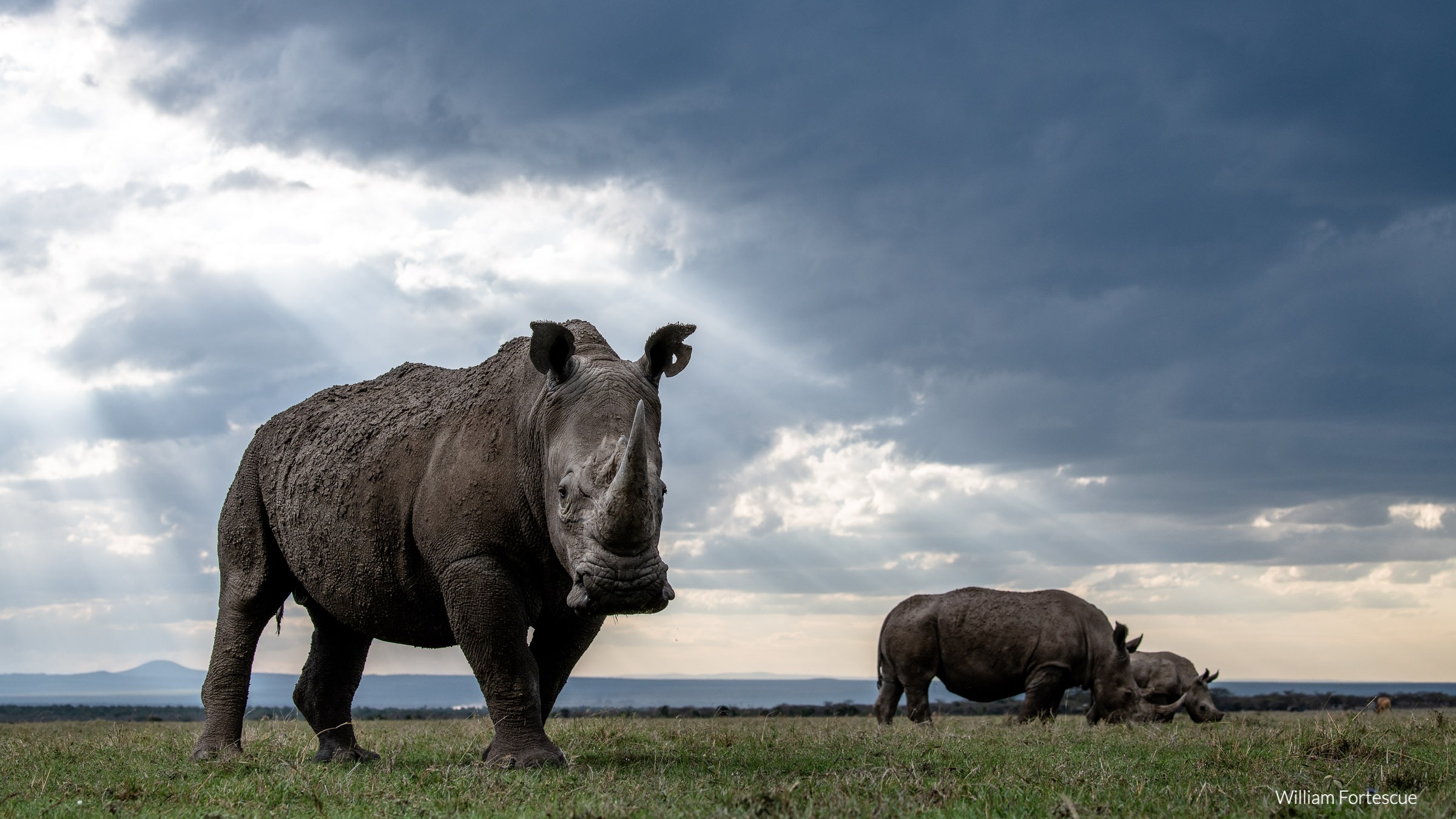 White rhino caked in mud, standing on open grassland beneath storm clouds, with two more rhinos grazing behind in Laikipia.