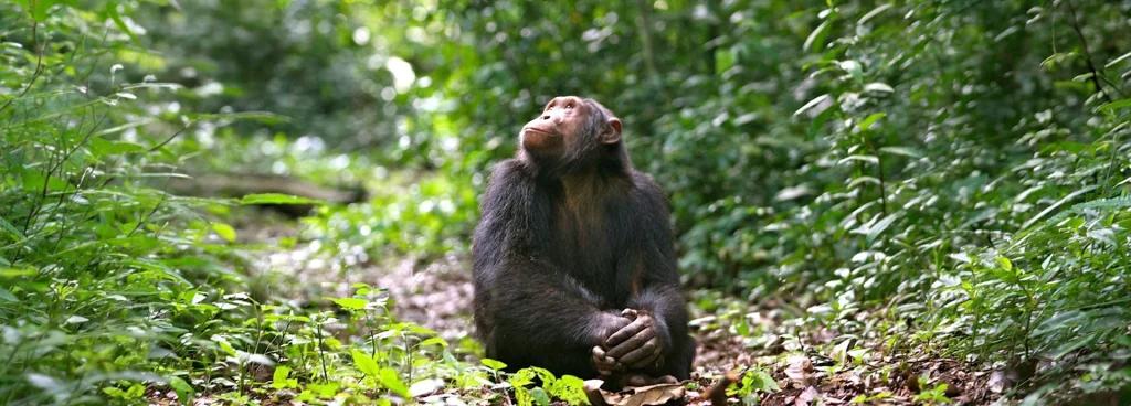 Chimpanzee sitting on the forest floor and gazing up into the canopy of Kyambura Gorge, Uganda