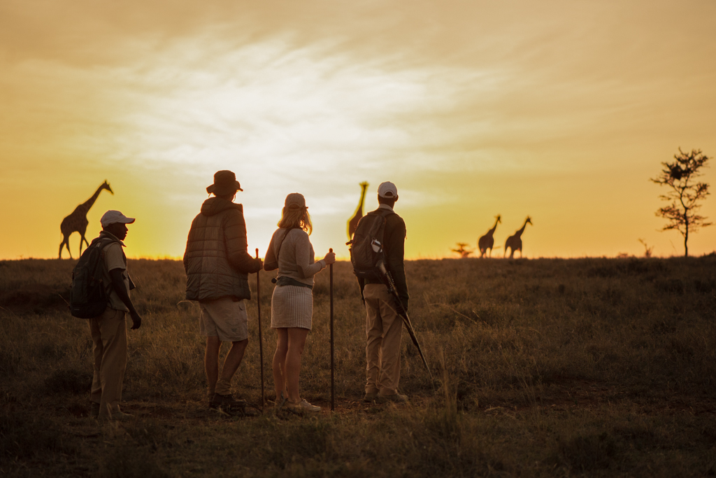 Guides and guests on a walking safari watching a line of giraffes silhouetted against a golden sunrise in Laikipia.