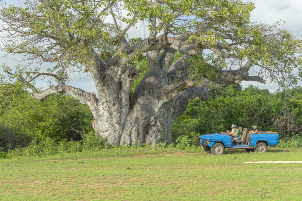 Guests on a game drive in an open blue four-wheel drive stop beside a giant baobab in green coastal bush near Manda Bay, Kenya.