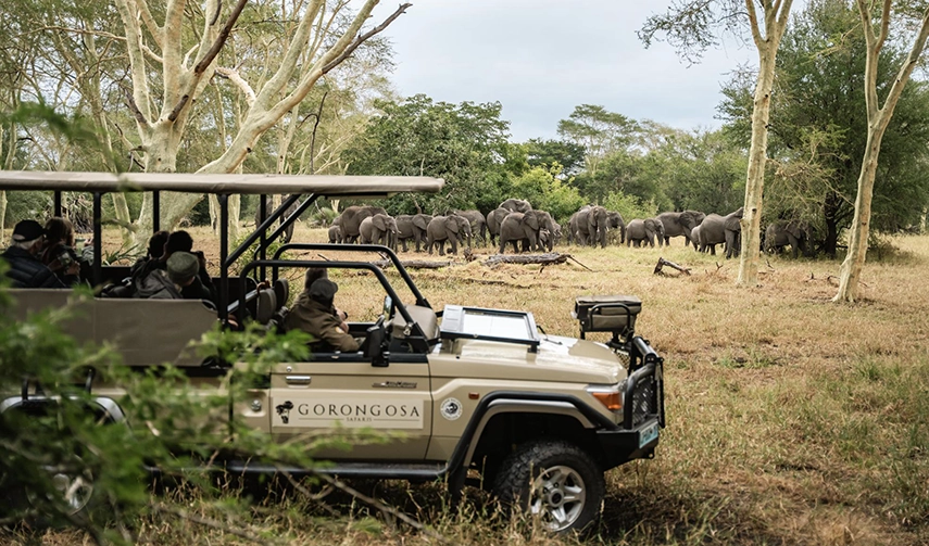 A game vehicle in Gorongosa National Park, Mozambique, pauses to watch a family group of elephants.