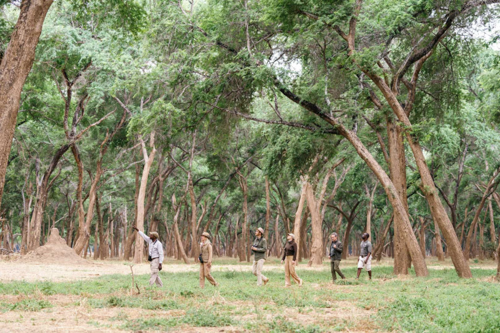 A walking safari group follows their guide through a forest of tall, arching trees.