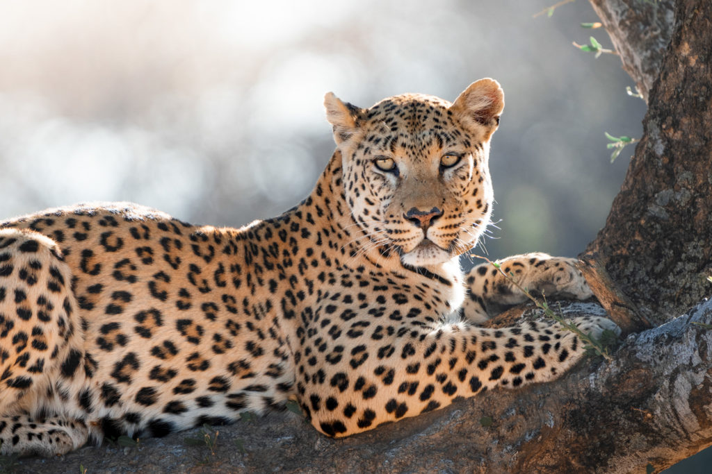 Leopard resting on a branch within Okonjima Nature Reserve, Namibia