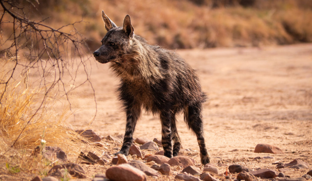 Brown hyena foraging along a dry riverbed in Okonjima Nature Reserve