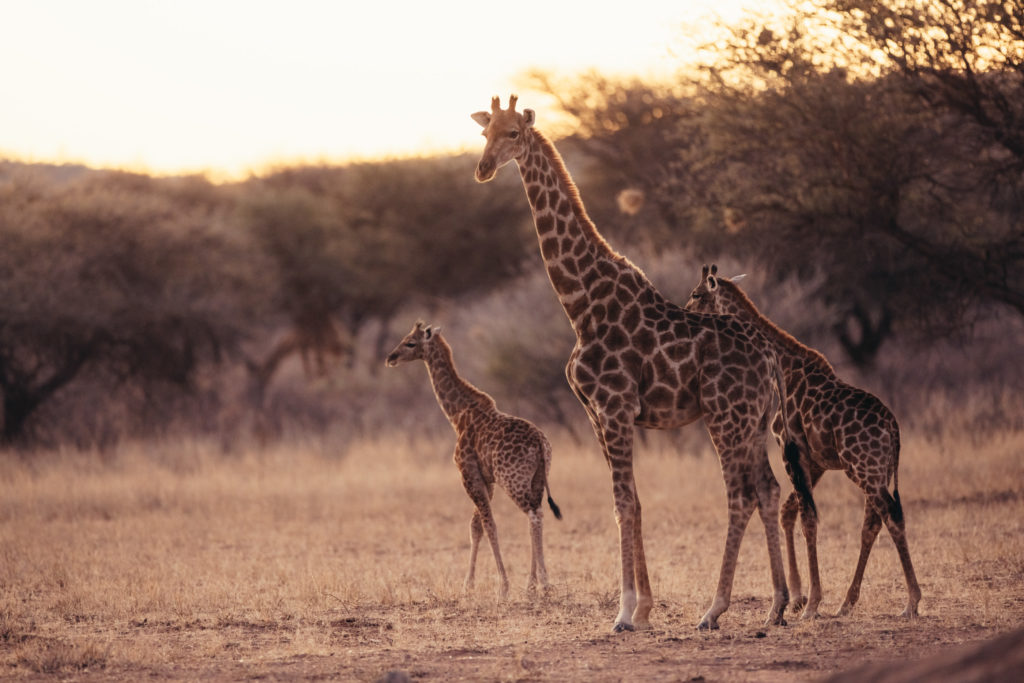 Giraffe family walking across open grassland at sunset in Okonjima Nature Reserve