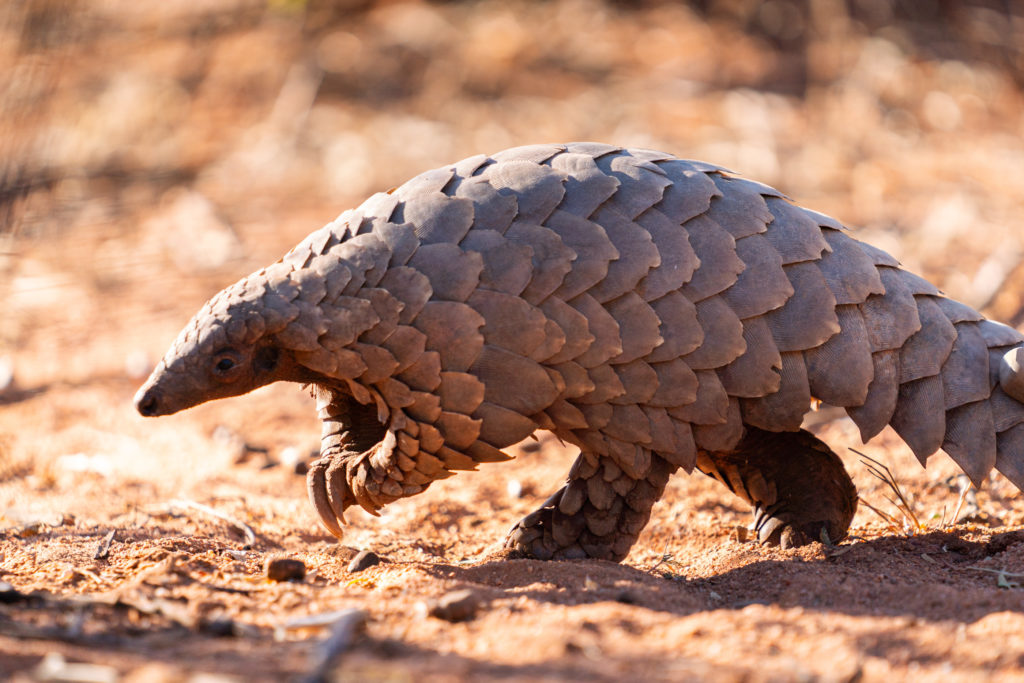 Ground pangolin foraging across the earth in Okonjima Nature Reserve