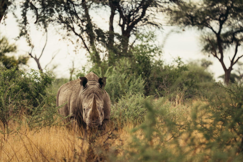 White rhino grazing beneath acacia trees in Okonjima Nature Reserve