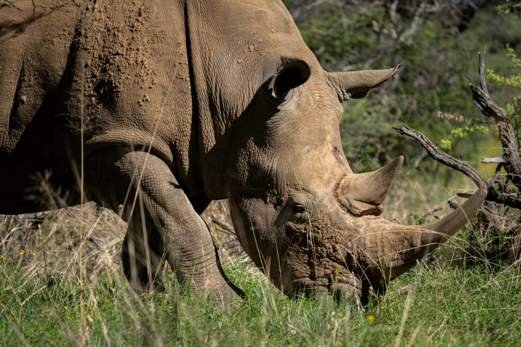 Close-up of a white rhino's horn and face while grazing at Okonjima