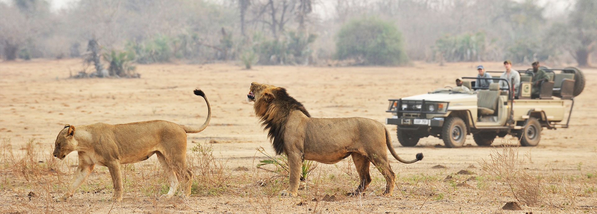 Lion on a game drive staying at Chiawa Camp in the lower Zambezi, Zambia