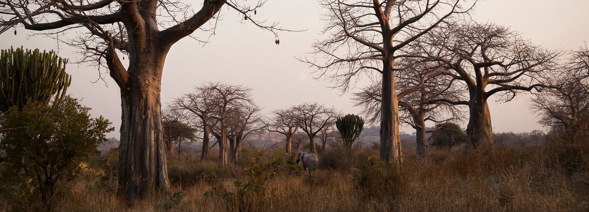 Lone elephant walking through the national park at Kigeli Ruaha