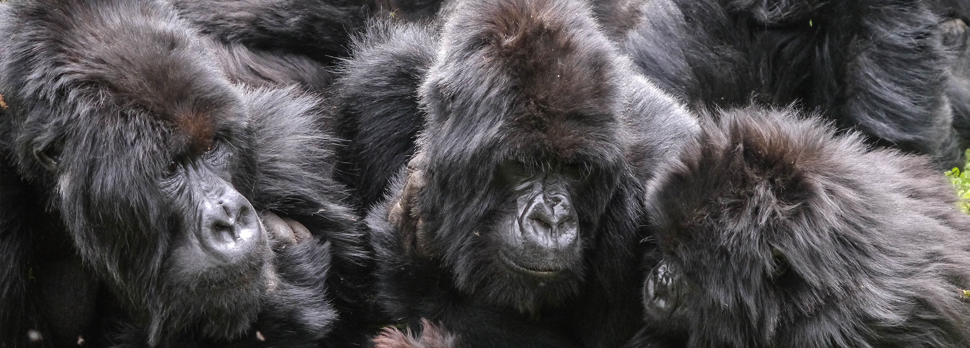 Trek in search of mountain gorillas at Sabyinyo Silverback Lodge