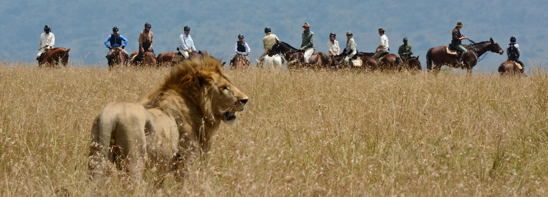 Lion with a horse riding safari in Kenya with Gordie Church and Safaris Unlimited