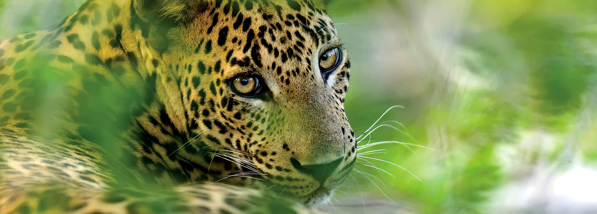 Leopard in Yala National Park