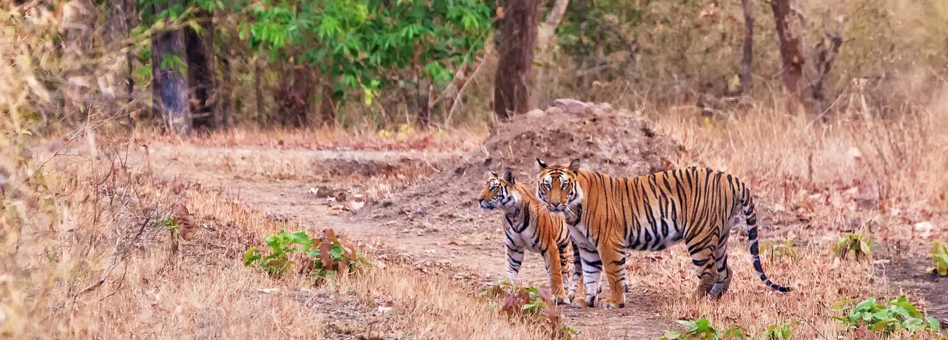 Majestic tigers in easy sight on safari while staying at Samode Safari Lodge