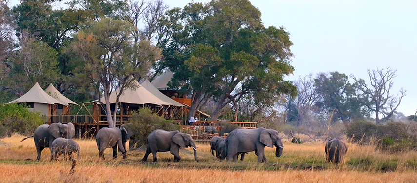 Elephants roaming in front of Tuludi Camp's luxury tents in Botswana, showcasing the camp's unique safari experience and surrounding wilderness.