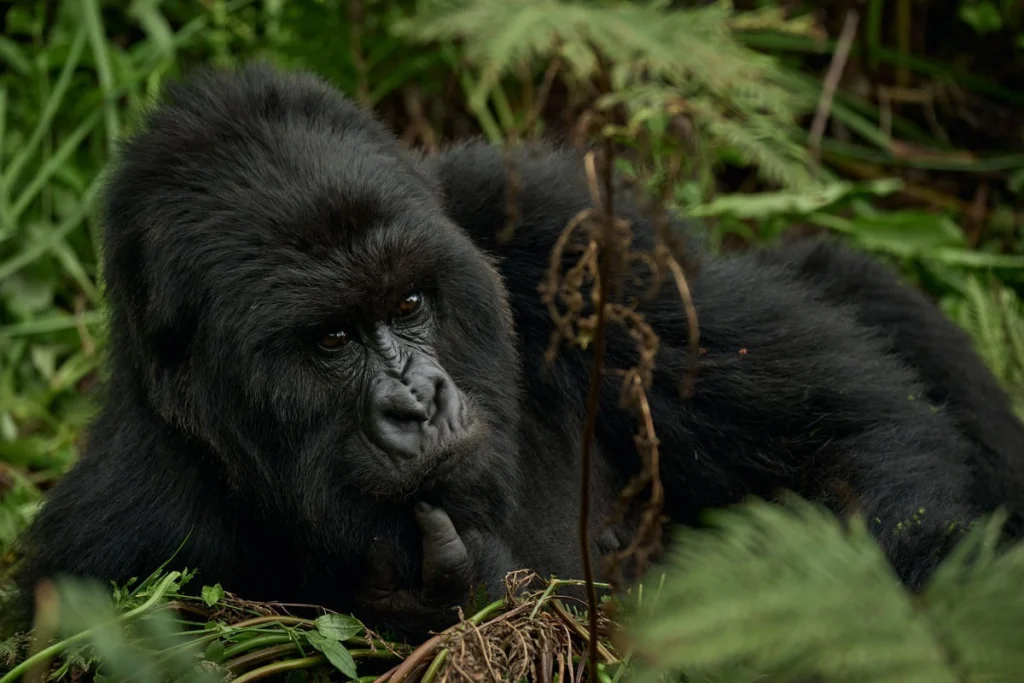 Mountain gorilla resting thoughtfully among ferns in Mgahinga Gorilla National Park, Uganda