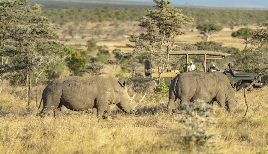 Two white rhinos grazing in golden grass as guests watch from an open four-wheel drive safari vehicle in Laikipia.