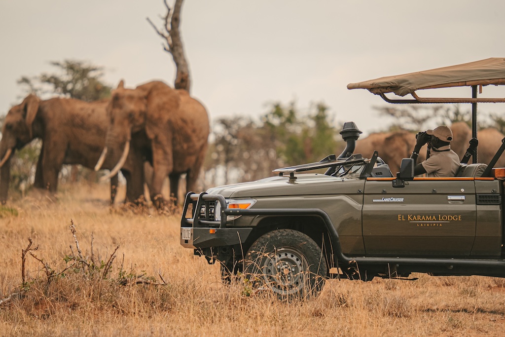 El Karama Lodge guide scanning a herd of elephants through binoculars from an open four-wheel drive vehicle.