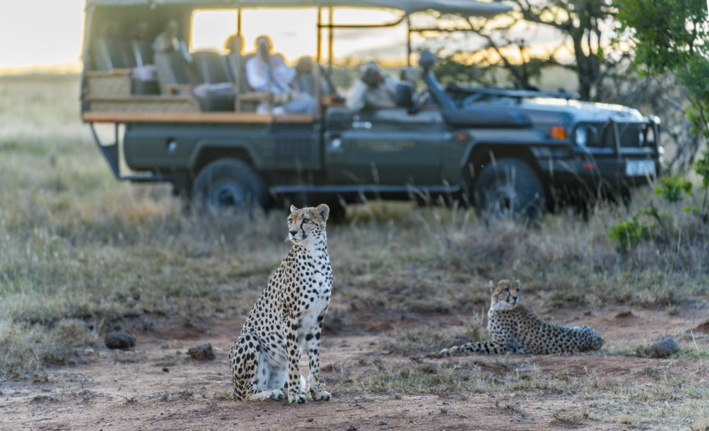 Two cheetahs resting on red earth in front of an open game drive vehicle at sunset in Laikipia, Kenya.