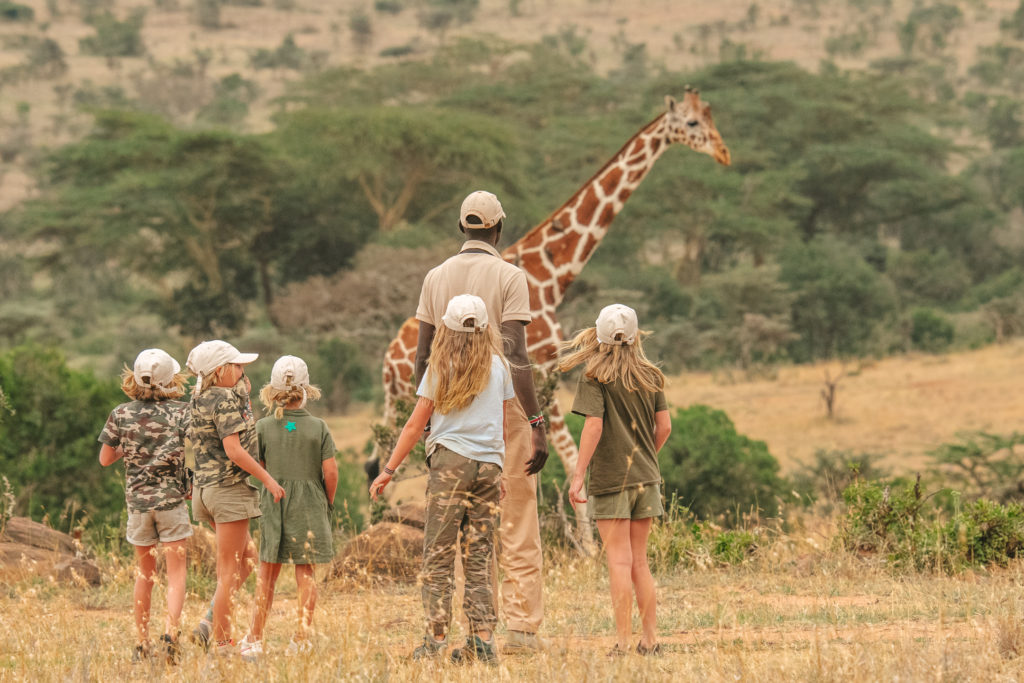 Five children in safari caps walking with a guide towards a reticulated giraffe on a family bush walk at El Karama.