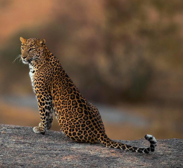 A Leopard stands elegantly on a rock in Rajasthan, seen during a travel to India