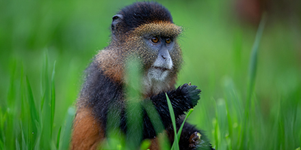 Golden monkey grazing in long grass, Rwanda