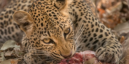 A leopard feeds intently on its prey in close-up, its spotted coat vivid against a backdrop of dry leaves and bush in South Luangwa National Park.