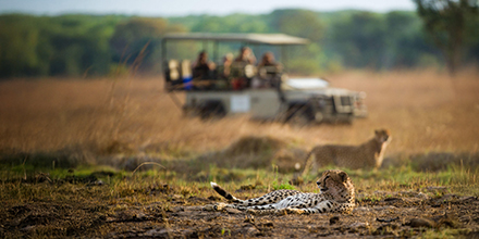A cheetah resting in the grass with a game vehicle and guests observing in the background