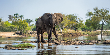 Elephant standing on a rocky island in the Zambezi near Toka Leya