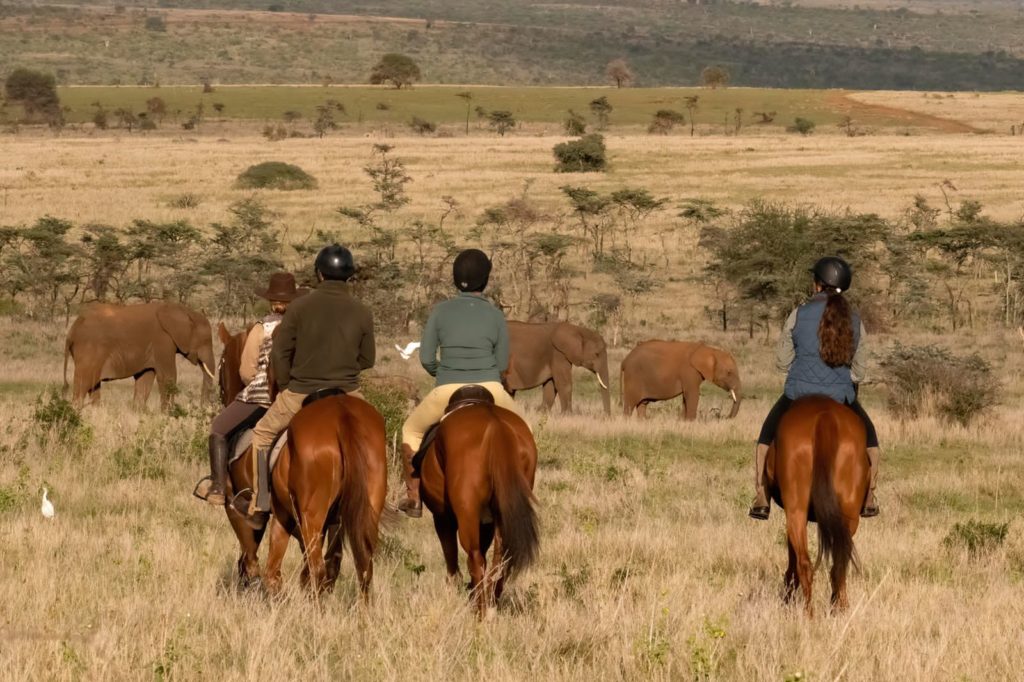 Four riders on chestnut horses watching a family of elephants graze in golden grassland on the Laikipia plateau.