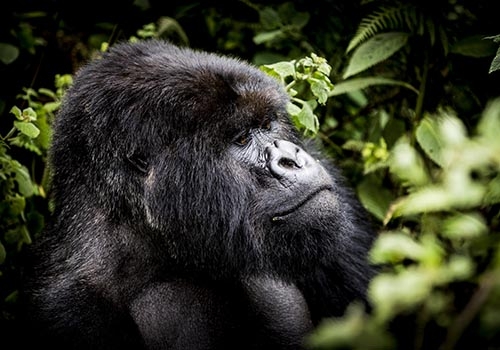 Rwanda