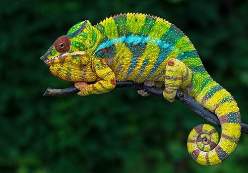 Madagascar
