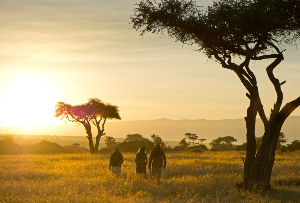 Three walkers crossing golden grassland at sunrise beneath silhouetted acacia trees on a guided bush walk in Laikipia.