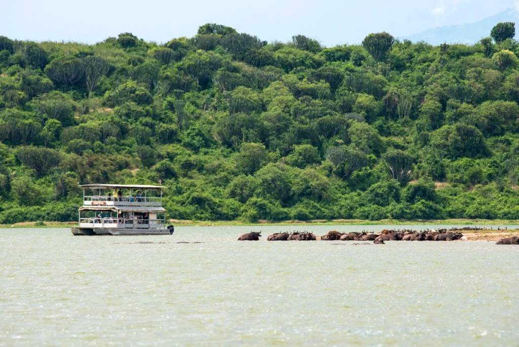 Safari boat cruising past a herd of buffalo wallowing in the Kazinga Channel, Queen Elizabeth National Park, Uganda