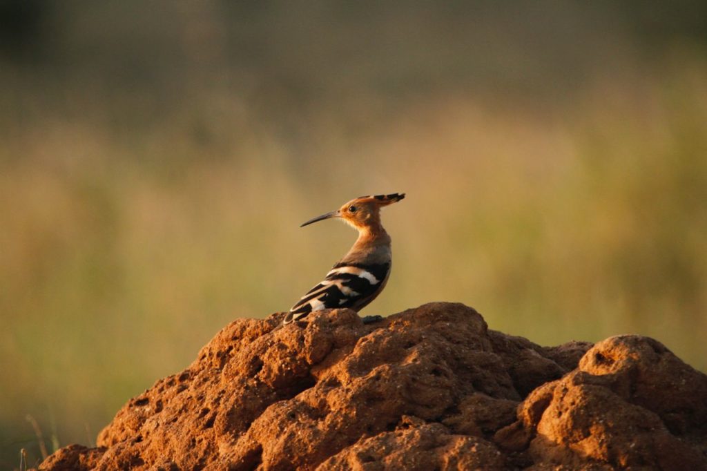 African hoopoe with its crest raised, perched on a red termite mound in soft evening light in Laikipia, Kenya.