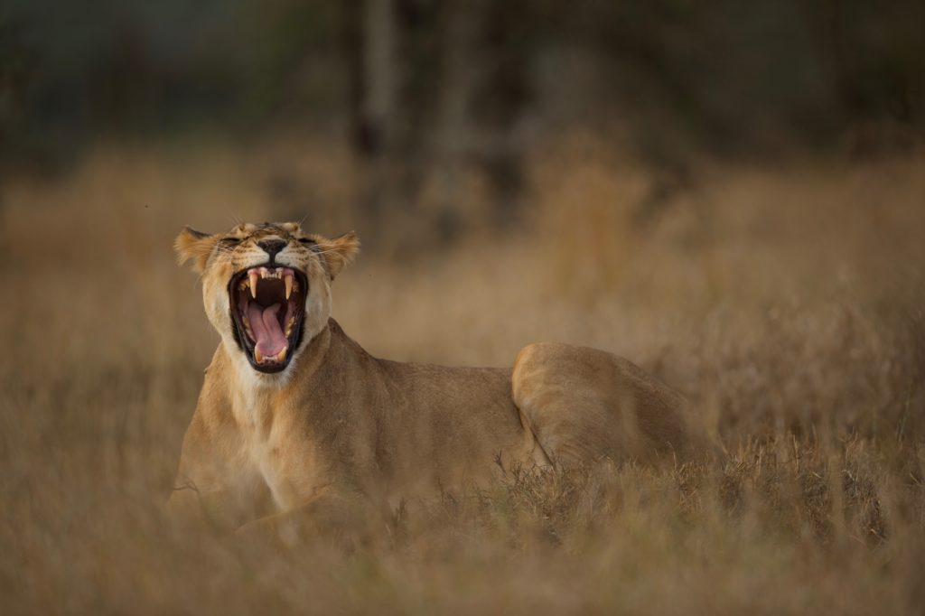 Lioness yawning wide to show her canines while resting in long golden grass on the Laikipia plains.