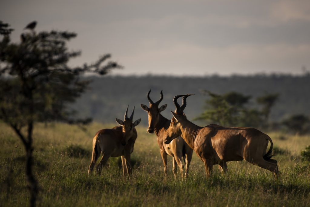 Three hartebeest standing in green grassland, lit by low evening sun, on El Karama Conservancy in Laikipia.