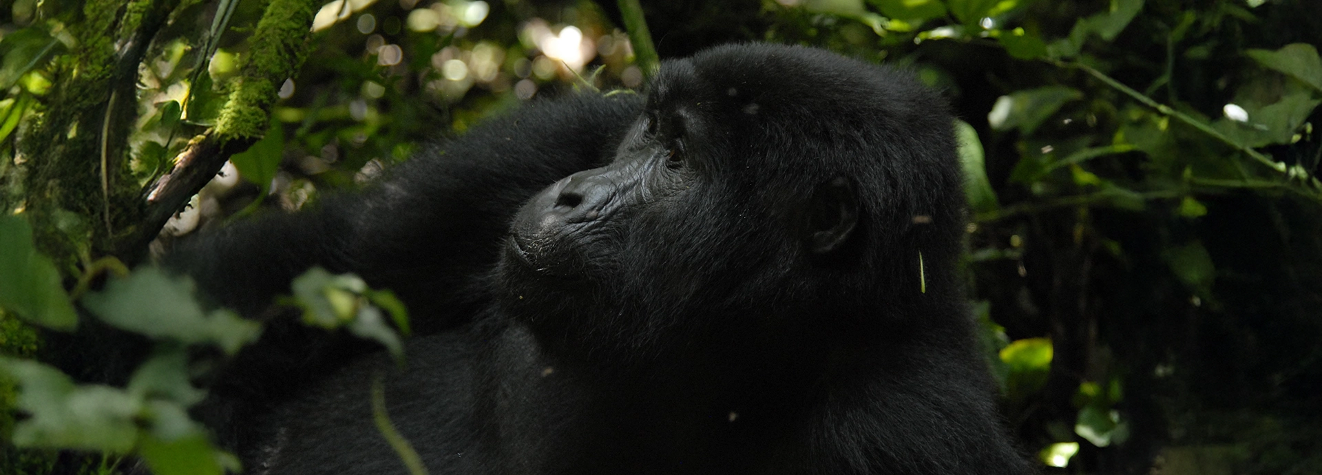 Blackback gorilla partially hidden in dense green forest undergrowth