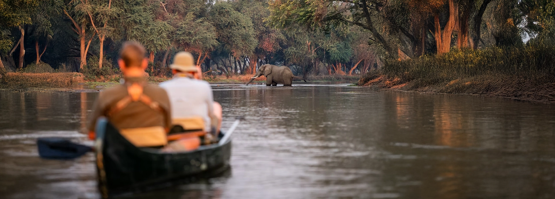 Guests canoeing quietly along a river channel as an elephant crosses the water in the Lower Zambezi.