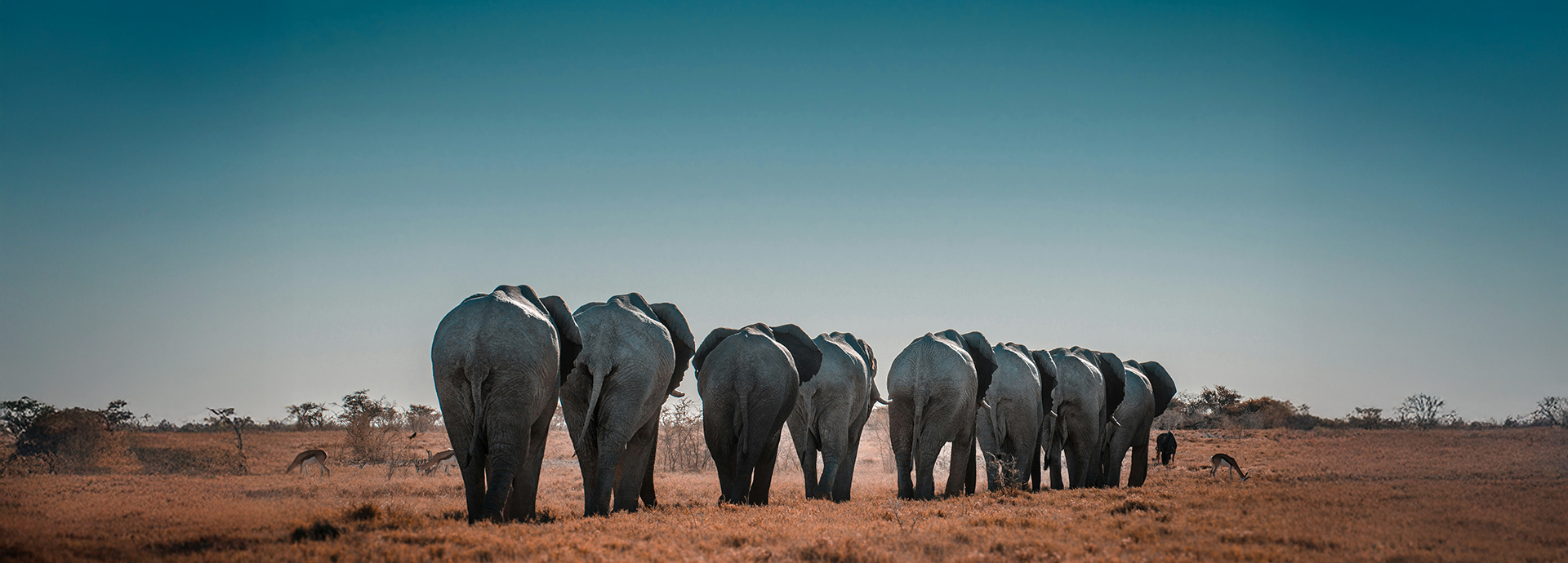 A line of elephants walking away across an open savannah under a clear blue sky.