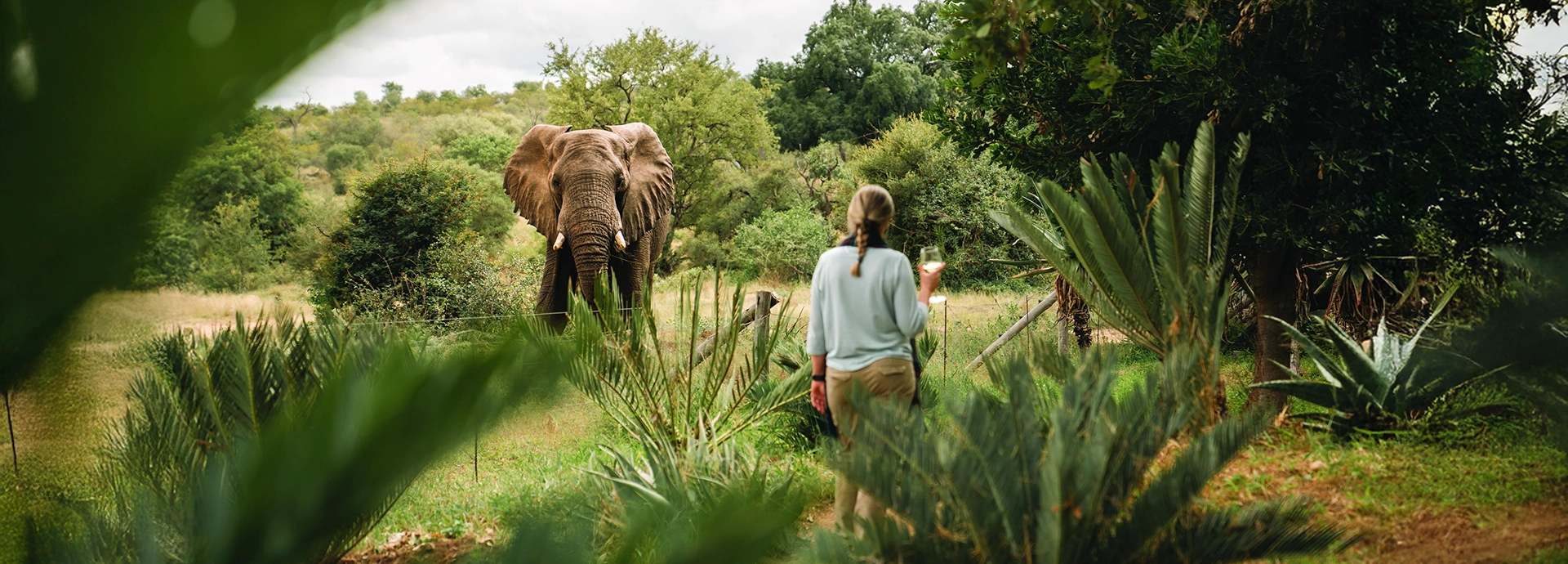 An elephant approaches close to camp at Simbavati Camp George, highlighting the unfenced and immersive safari experience.