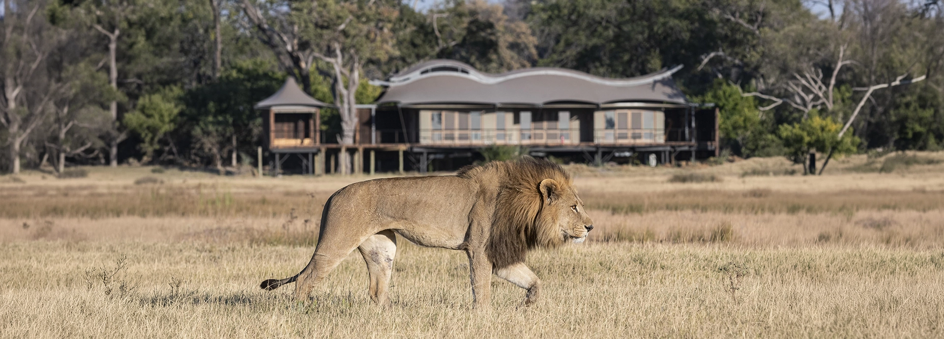 A male lion strides across golden grassland in the foreground, with the wave-shaped roofline of Xigera Safari Lodge's main area visible among the trees behind him.