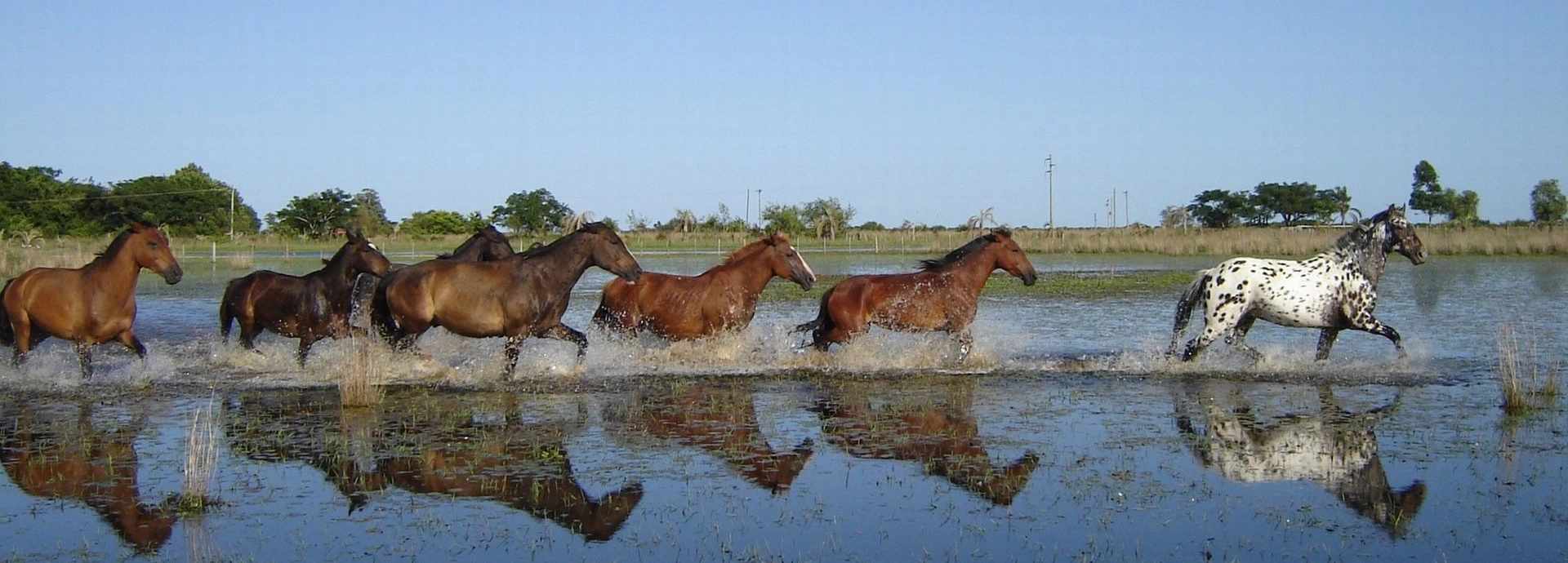 Herd of horses galloping through shallow floodwaters across open plains at Estancia Don Joaqu&iacute;n.