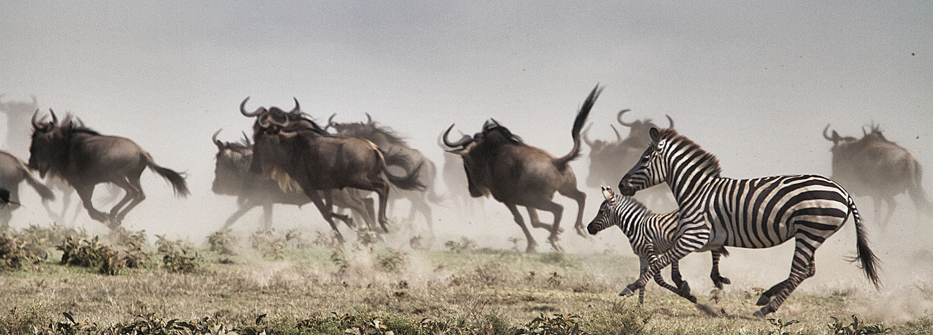 Serengeti Safari -