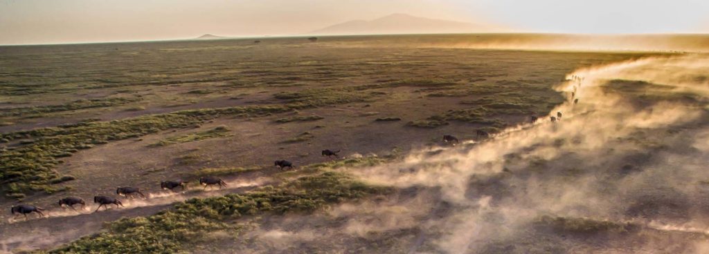Wildebeest from the great migration running across endless plains at Alex Walker's Serengeti Camps