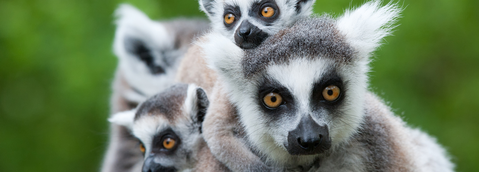 Observe the Lemur in its natural habitat from Vakona Forest Lodge.