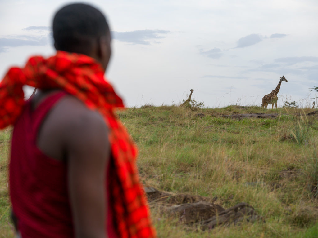 Guide in a red shuka watching Masai giraffes on a grassy ridge during a walking safari in the Naboisho Conservancy.