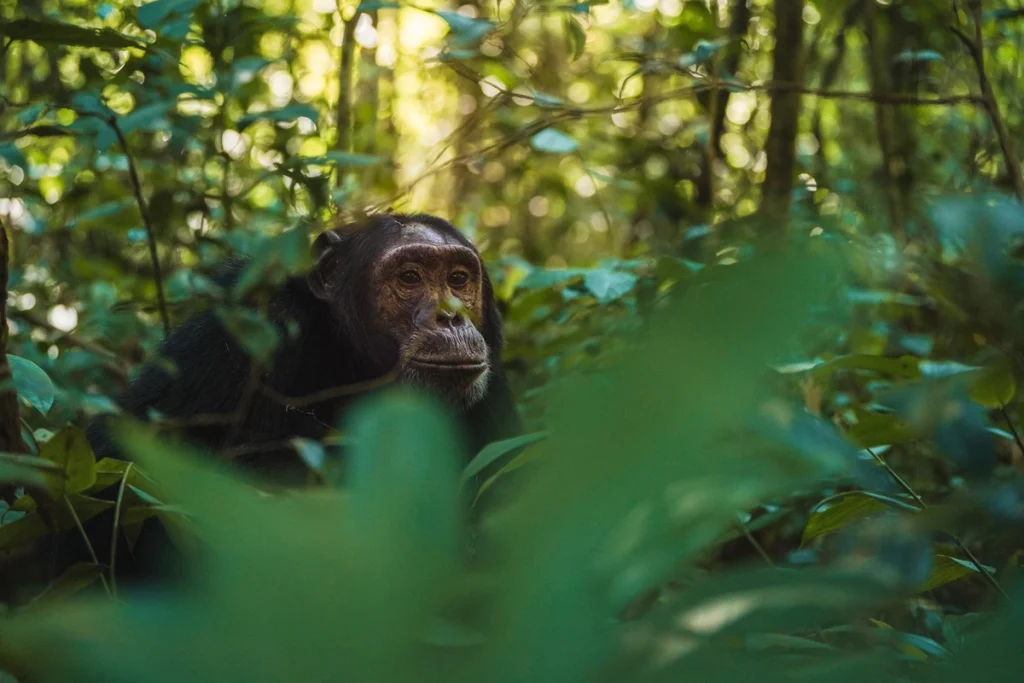 Chimpanzee peering through dense green foliage in Kibale Forest, Uganda, the Primate Capital of the World
